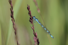 Coenagrion mercuriale