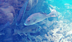 Plectorhinchus