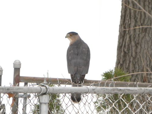 Cooper's Hawk