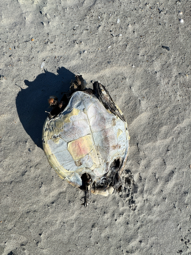 Chelonia mydas