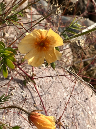 Arizona poppy (Kallstroemia grandiflora)