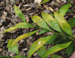 Gyalectidium caucasicum