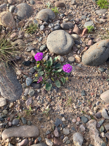 Abronia angustifolia, photograph 6
