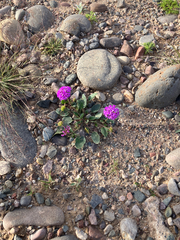 Abronia angustifolia, photograph (c) Aaron Liston, some rights reserved (CC BY)