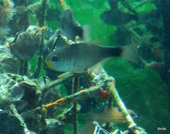 Nectamia bandanensis