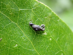 Stephanorhynchus lawsoni