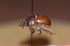 Bolbocerastes regalis