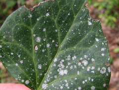 Gyalectidium caucasicum