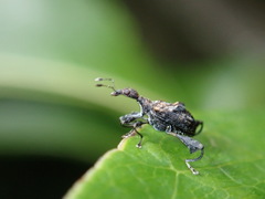 Stephanorhynchus lawsoni