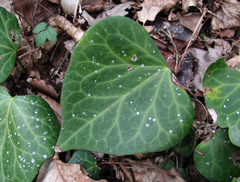 Gyalectidium caucasicum