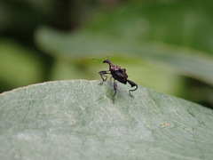 Stephanorhynchus lawsoni