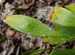 Gyalectidium caucasicum