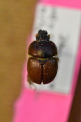 Bolbocerastes regalis