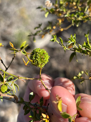Unknown species found near Ajo Mountain Dr, Ajo, AZ, US