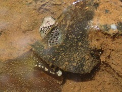 Osteocephalus mimeticus