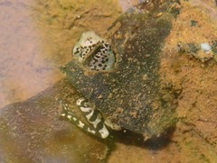 Osteocephalus mimeticus