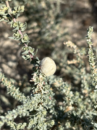 Unknown species found near Ajo, AZ, US