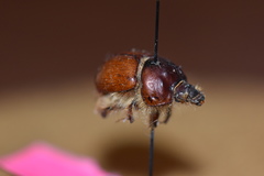 Bolbocerastes regalis