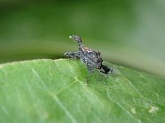 Stephanorhynchus lawsoni