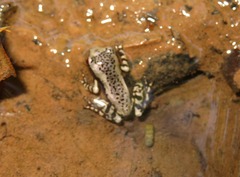 Osteocephalus mimeticus