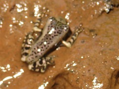 Osteocephalus mimeticus