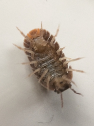 Little Sea Pill Woodlouse photo 2
