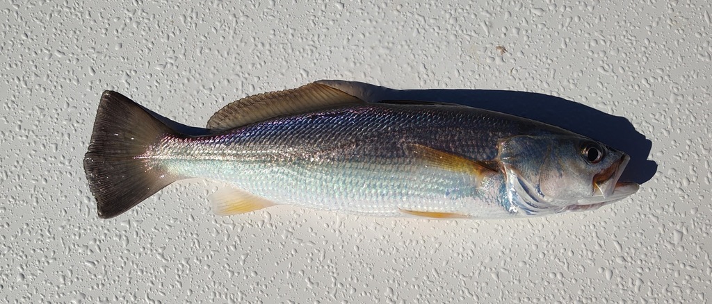 Sand Weakfish from St. Johns County, FL, USA on December 20, 2025 at 01 ...