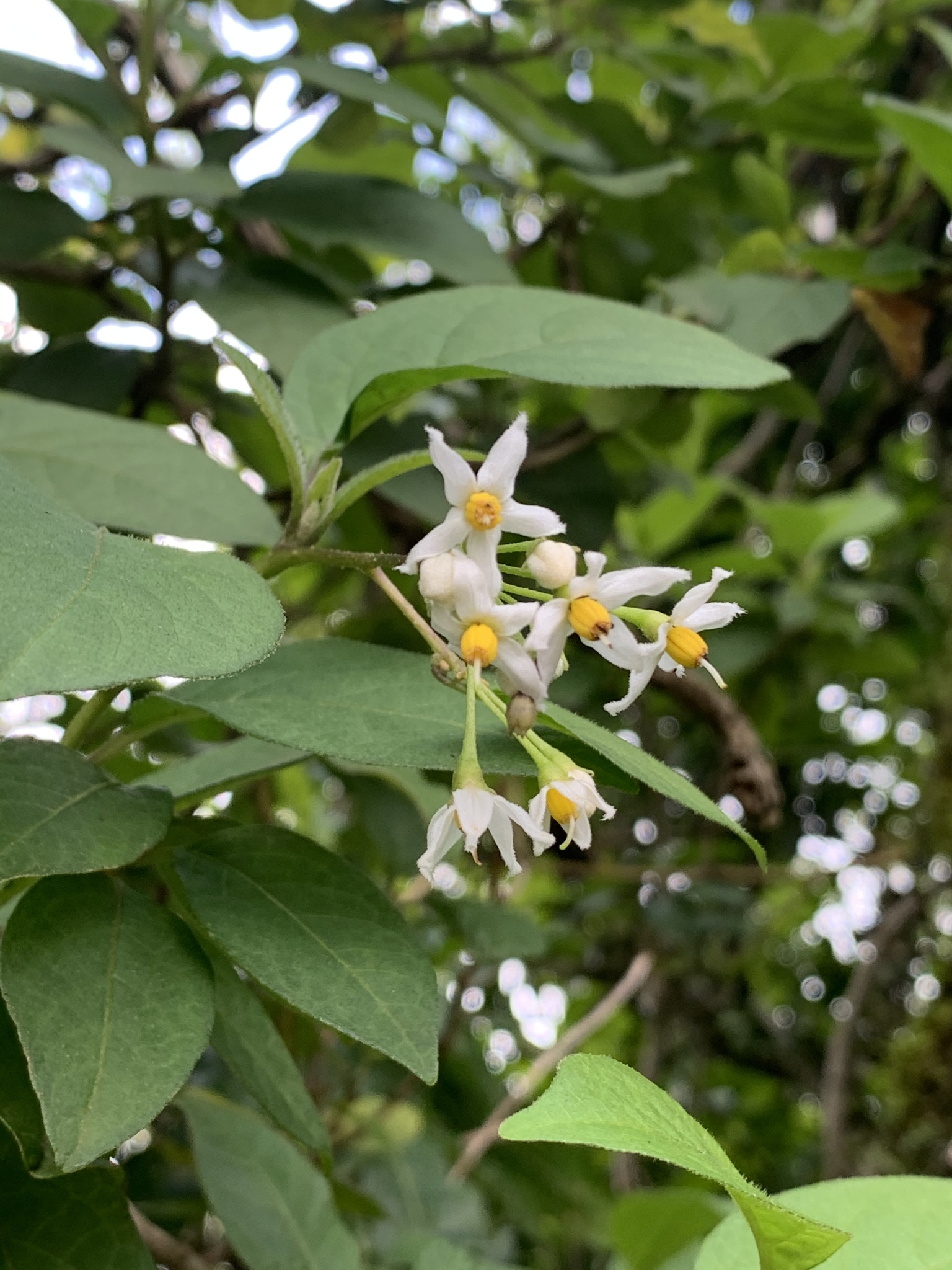 Solanum terminale