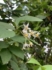 Solanum terminale terminale