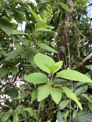 Solanum terminale terminale