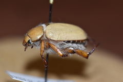 Pseudocotalpa giulianii