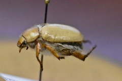 Pseudocotalpa giulianii