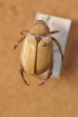 Pseudocotalpa giulianii