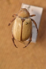 Pseudocotalpa giulianii