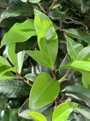 Peddiea africana