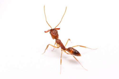 比氏大齿猛蚁Odontomachus biolleyi
