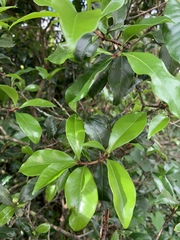 Peddiea africana