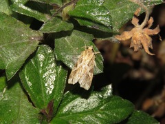 Callopistria flavitincta