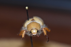 Pseudocotalpa giulianii