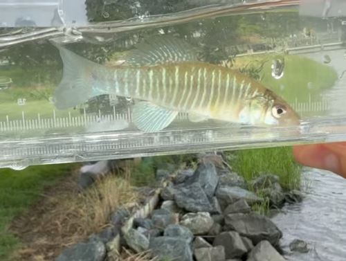 Banded killifish (Fundulus diaphanus) — Fundulidae