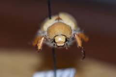 Pseudocotalpa giulianii