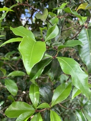 Peddiea africana