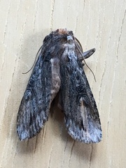 Xylena thoracica