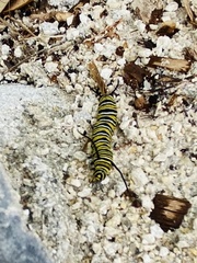 Danaus plexippus