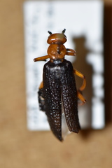 Lytta magister