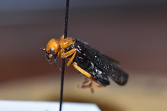 Lytta magister