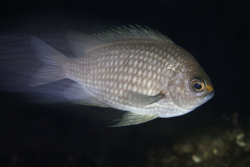 Oval chromis (Chromis alta) — Pomacentridae