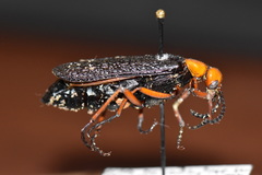 Lytta magister