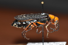 Lytta magister