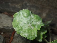 Golovinomyces sonchicola